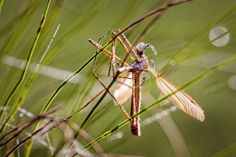 Insect onder de dauw van Rob Boon