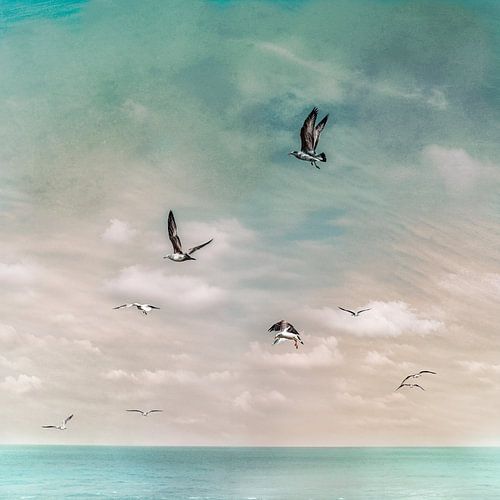 Mouettes dans le delta de la Zélande