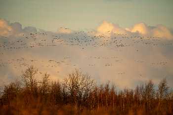 Zonsondergang met vogels