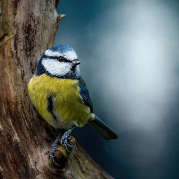 Blue tit on branch on a dark bokeh background by Gianni Argese