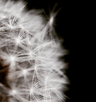 Paardenbloem zwart wit fotografie