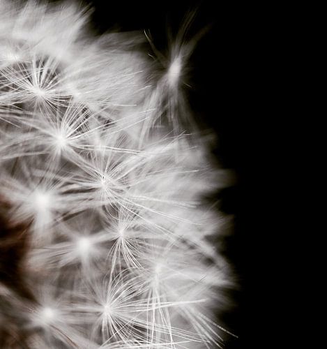 Paardenbloem zwart wit fotografie