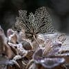 Hortensia sur un lit de cristaux de glace. sur Alie Ekkelenkamp