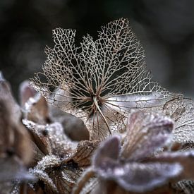 Hydrangea on a bed of ice crystals. by Alie Ekkelenkamp