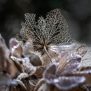 Hortensia op een bedje van ijskristallen.
