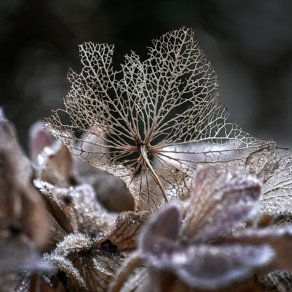 Hortensia sur un lit de cristaux de glace. par Alie Ekkelenkamp
