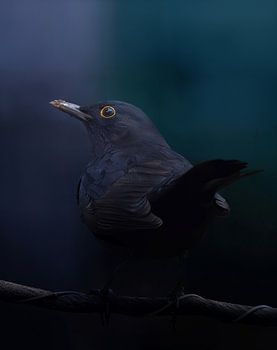 Amsel bei schlechtem Wetter