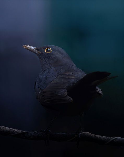 Amsel bei schlechtem Wetter von arnemoonsfotografie