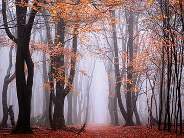 Matin béni sur Tvurk Photography