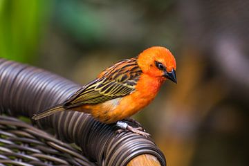 Fody rouge sur P.S. F