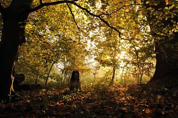 Sonnenaufgang im Kralingse Wald