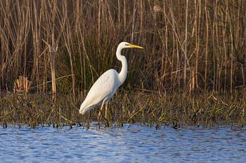 Reiger aan de waterkant (Groningen) Nederland