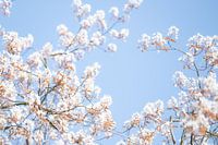 Des couleurs douces au printemps