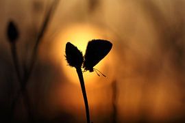 Icarusblauwtje  by Remco Stunnenberg