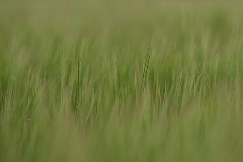 Between stillness and movement – grass in the wind