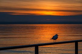 BODENSEE : THE SEAGULL IN THE SUNSET by Photoart-Naegele