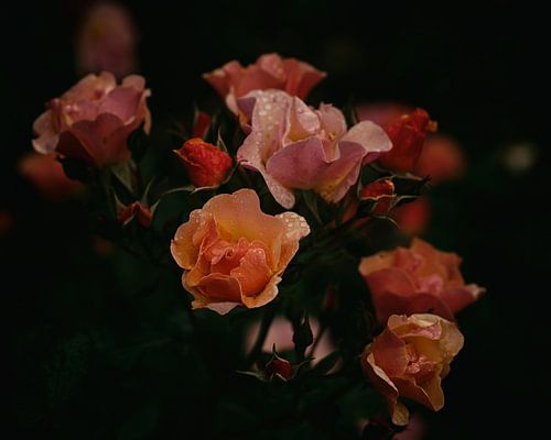 Rozen na regen