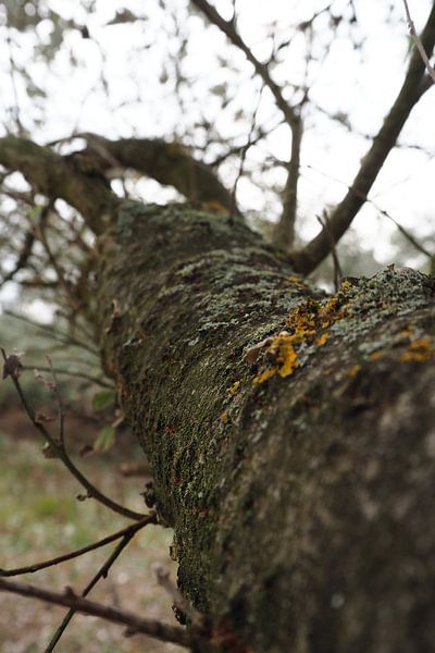Tree by Maaike Slingerland Schrama