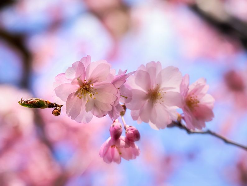 Roze bloesems van een sierkers van ManfredFotos