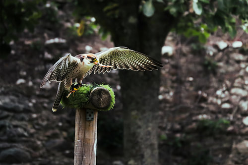 Greifvogel in Aktion