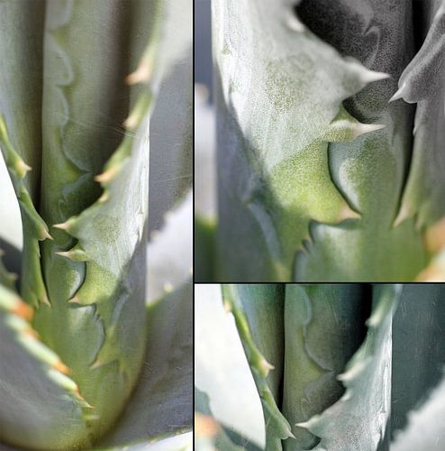 agave