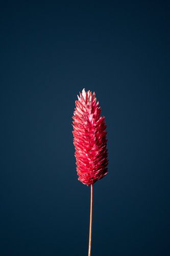 Rode Droogbloem (blauw)
