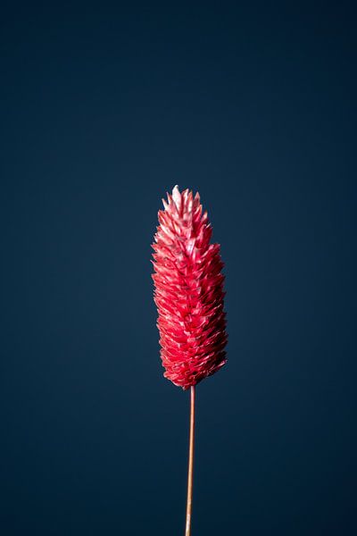 Red dried flower (blue) by michel meppelink