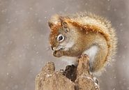 Sneeuwstorm van Mircea Costina thumbnail