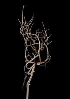 Entangled