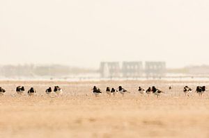 Scholeksters op het wad. van Ron Poot