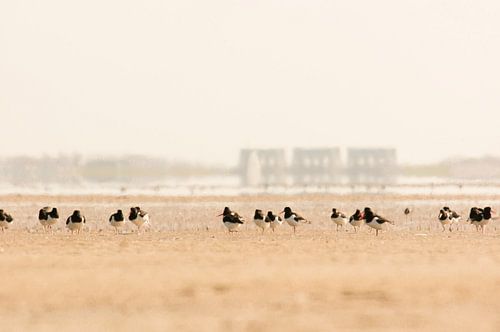 Scholeksters op het wad.
