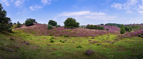 Posbank | Veluwezoom | Purple Heath with tree in the middle
