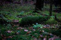 Small Life