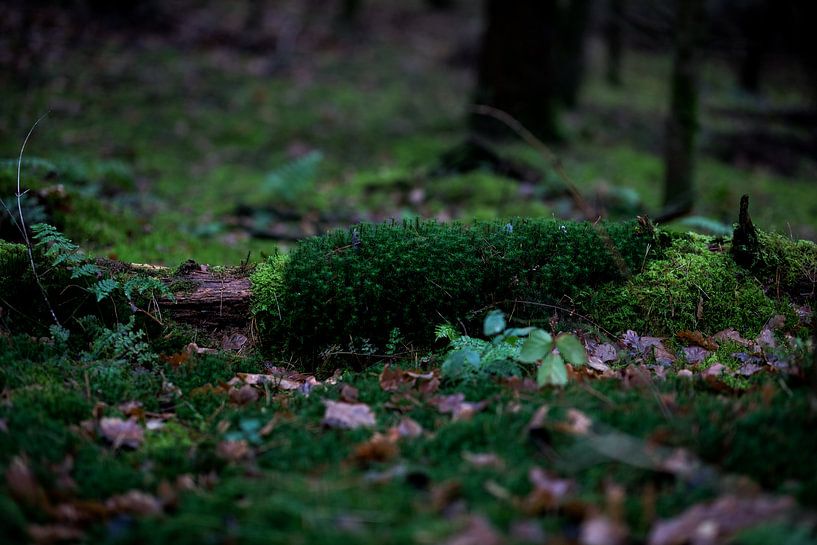 Small Life by Dennis Ipema