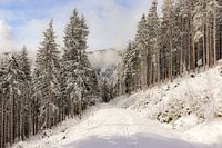 Promenade d'hiver dans la neige