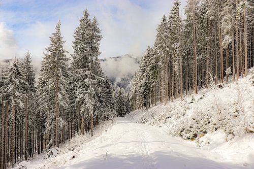 Winterwandeling door de sneeuw