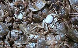 Seafood by Jon Houkes