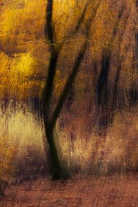 Herbst von Ingrid Van Damme fotografie