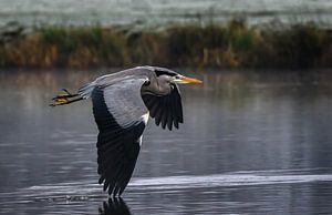 Blaureiher im Überflug