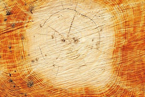 Year rings and knots in a freshly sawn tree stump