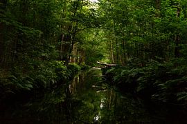 fallen tree over river by Mike Van Zijderveld