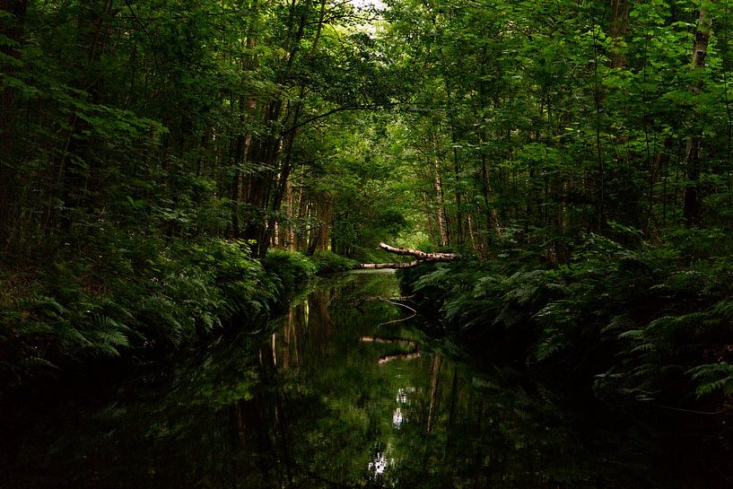 arbre tombé dans la rivière par Mike Van Zijderveld