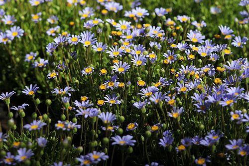Printemps bleu