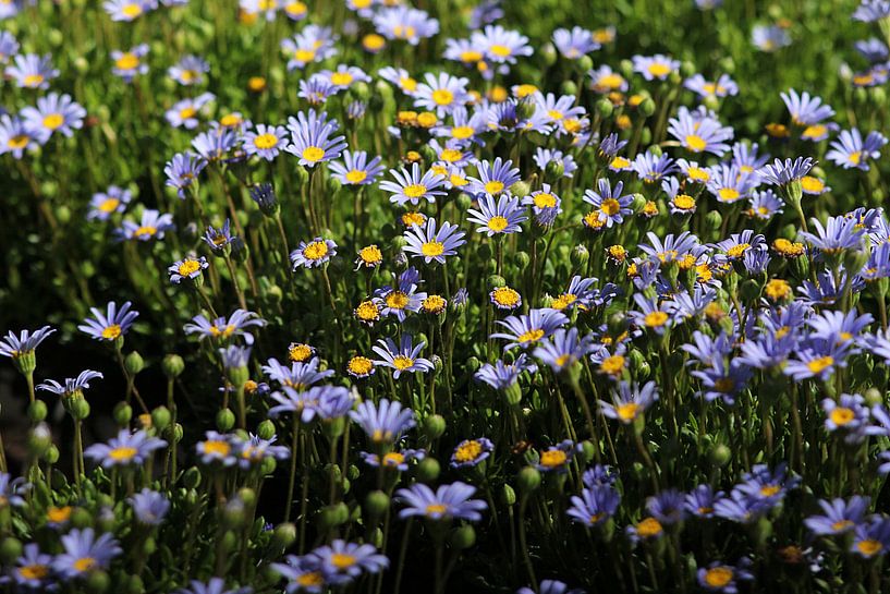 Printemps bleu par Cornelis (Cees) Cornelissen