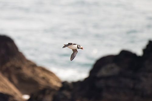 Atlantic puffin on its way to catch fish
