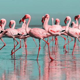 Flamingo's van Matthias Spartz