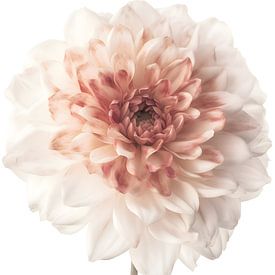 Weiße Blume mit rosa Akzent auf weißem Hintergrund von Digital Art Waves