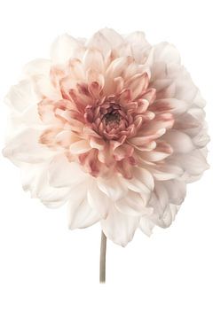 Witte bloem met roze accent op witte achtergrond van Digital Art Waves