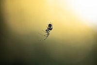 Spinne im Sonnenschein