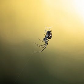 Spider in sunshine by Patrick Schwarzbach
